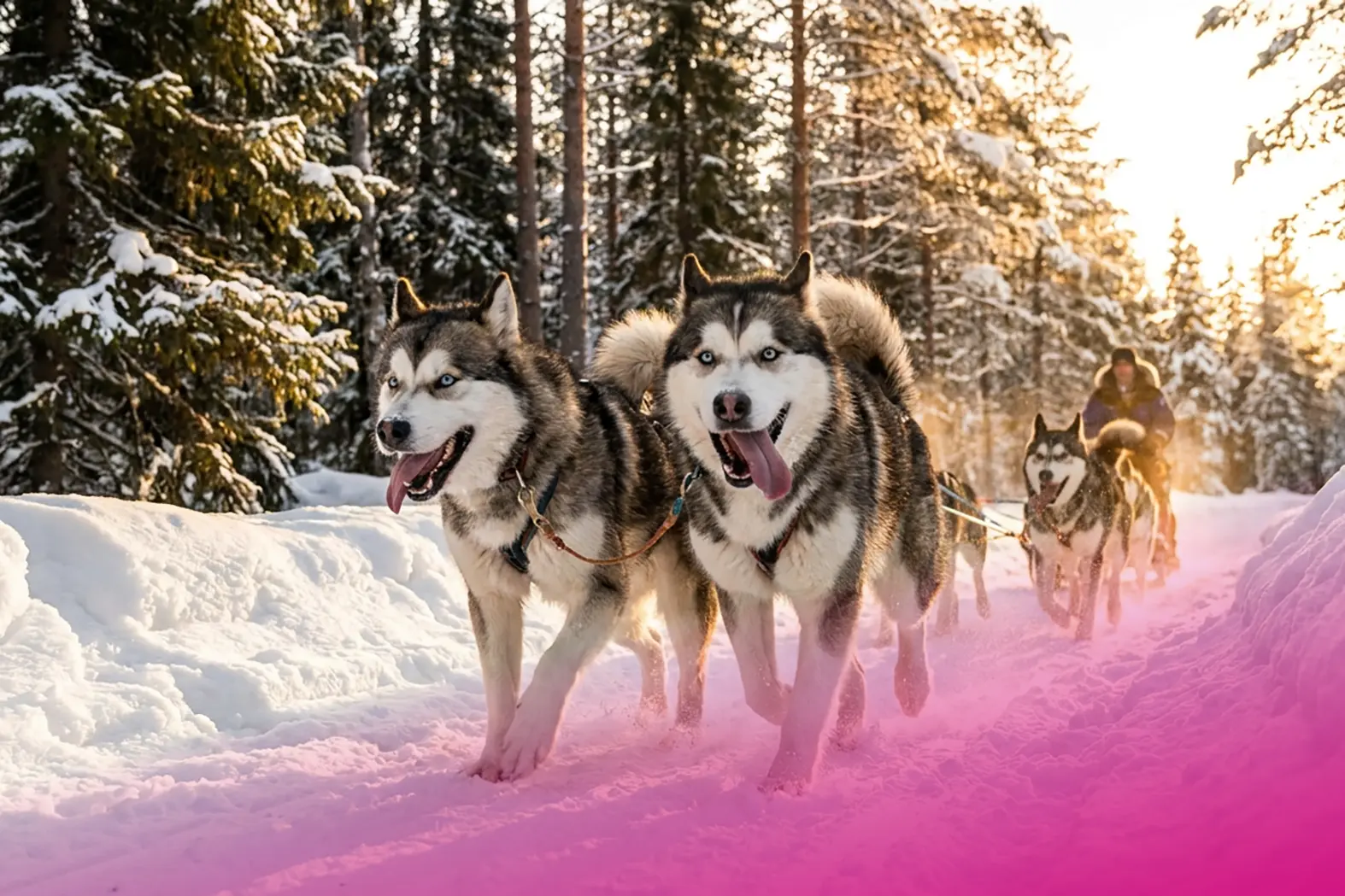 eventguru-b2b-vip-lapland-dog-sledding